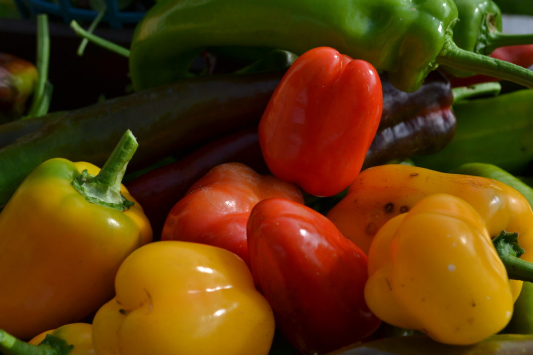I månadens sådd i februari sår vi paprika i odlingspluggar.