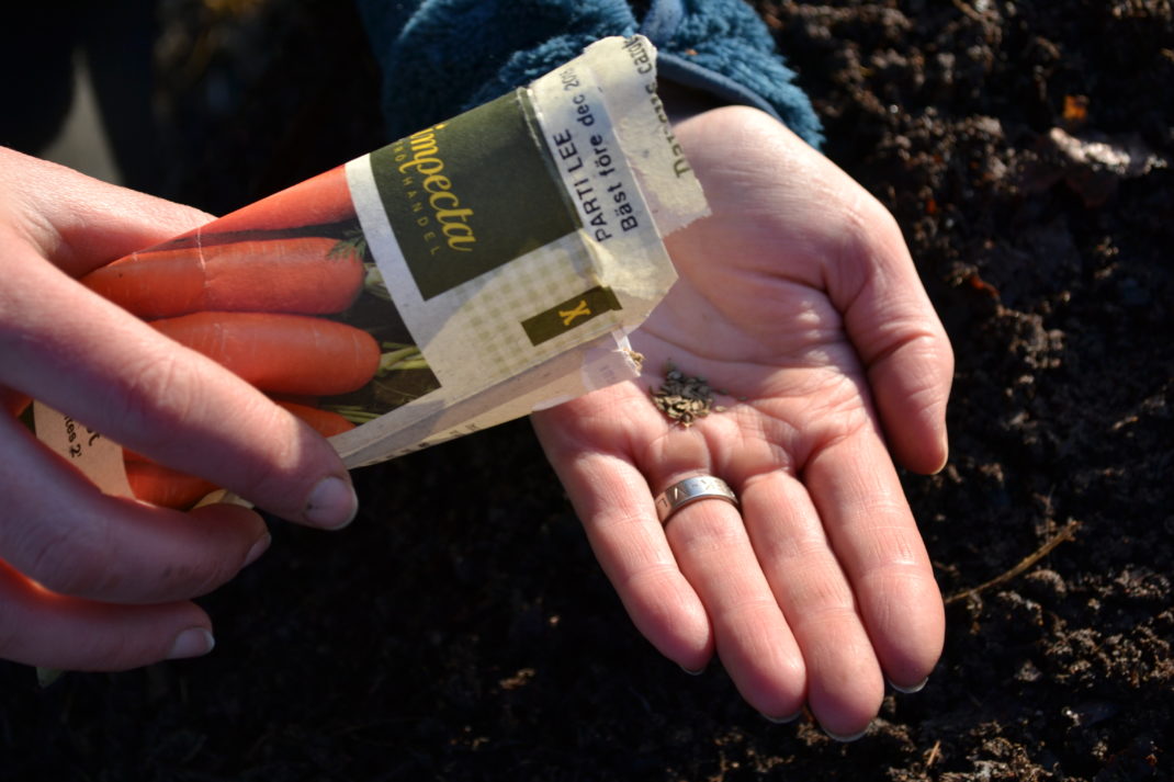Saras händer håller en fröpåse med morötter.