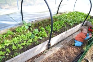 En odlingsbädd full med små gröna plantor med sallat i olika färger.