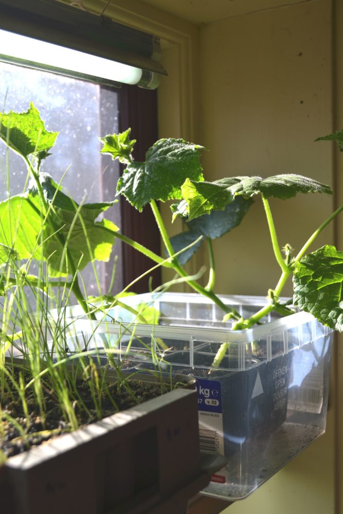 En fönsterhylla med växtbelysning och plantor under. 