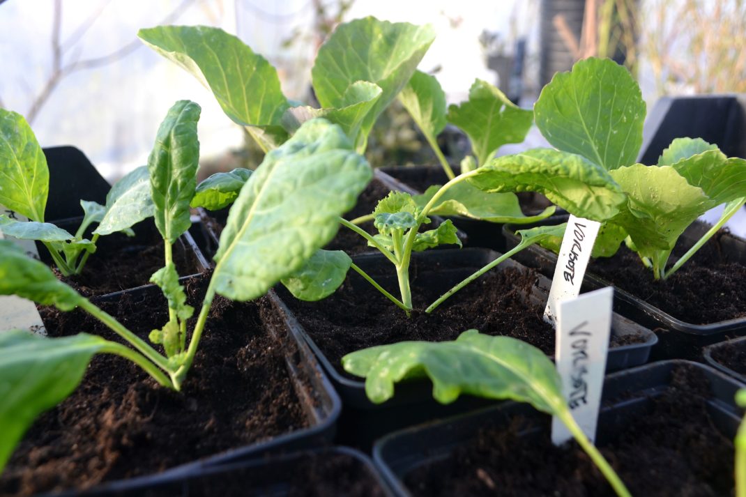 Gröna fina plantor i svarta krukor. 