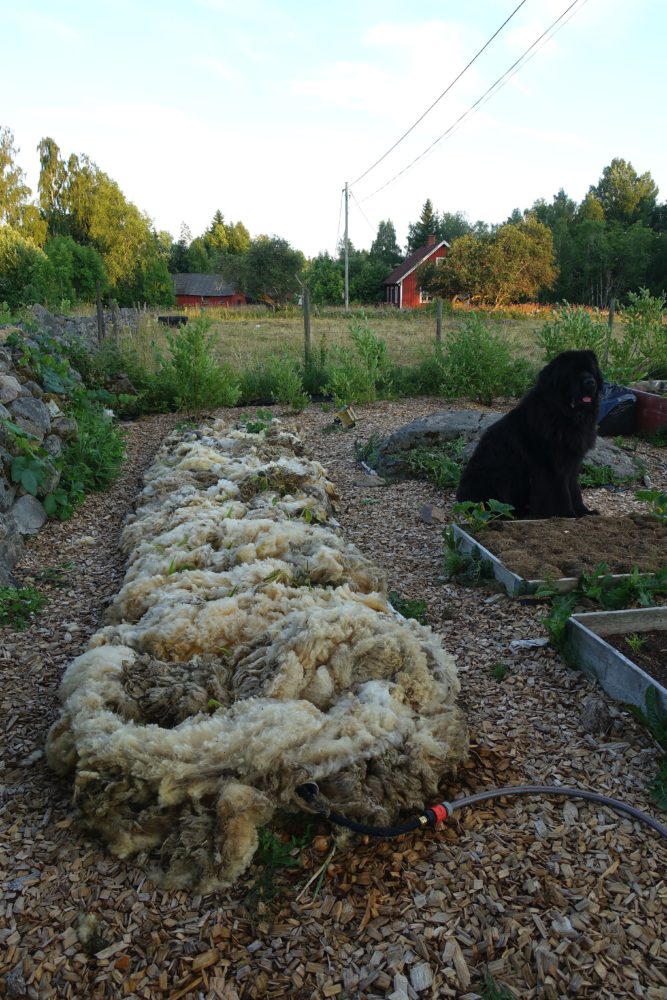 Bild från trädgården med ull ovanpå bädden och en stor svart hund som sitter bredvid. 