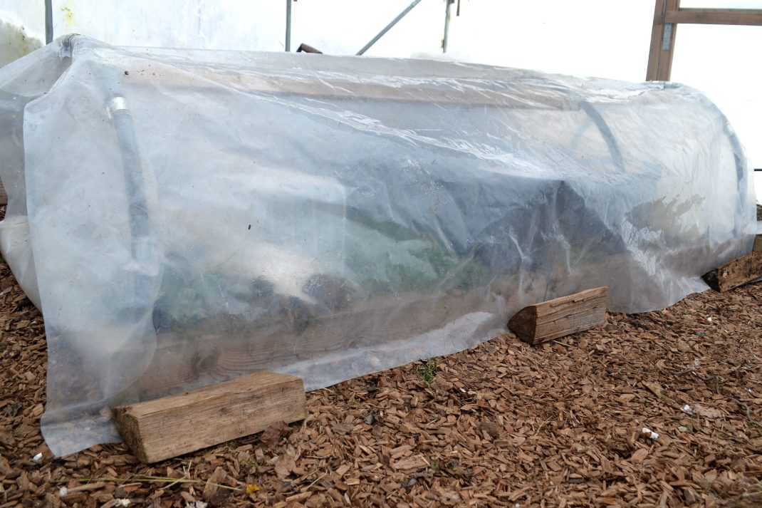 Ett bågformat litet växthus täckt av plast inuti ett stort växthus. 