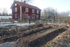 Bild på köksträdgården med ett rött bostadshus i bakgrunden.
