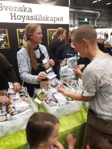 Sara köper hoyor.