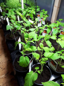 Tomatplantor hos GjordNära.