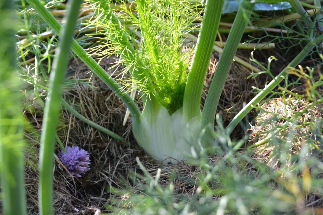 En gullig fänkål växer i landet.