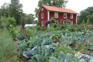 Skillnadens trädgård prunkar av frodiga grönsaker och mitt i ståtar det röda trähuset.