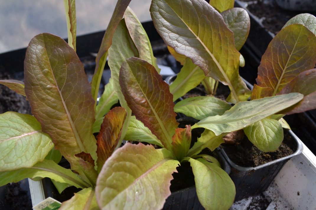 Små fina plantor av gröna och roströda salladsplantor.