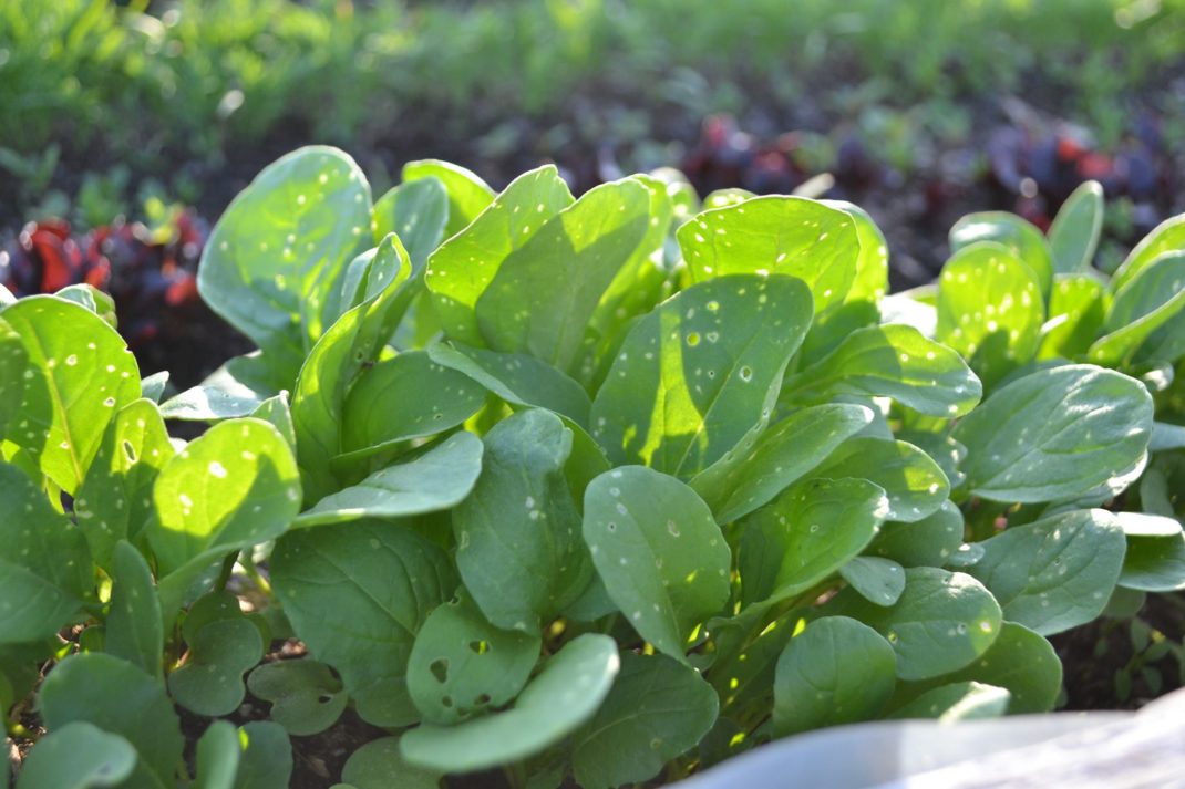 Närbild på lysande grön rucola.