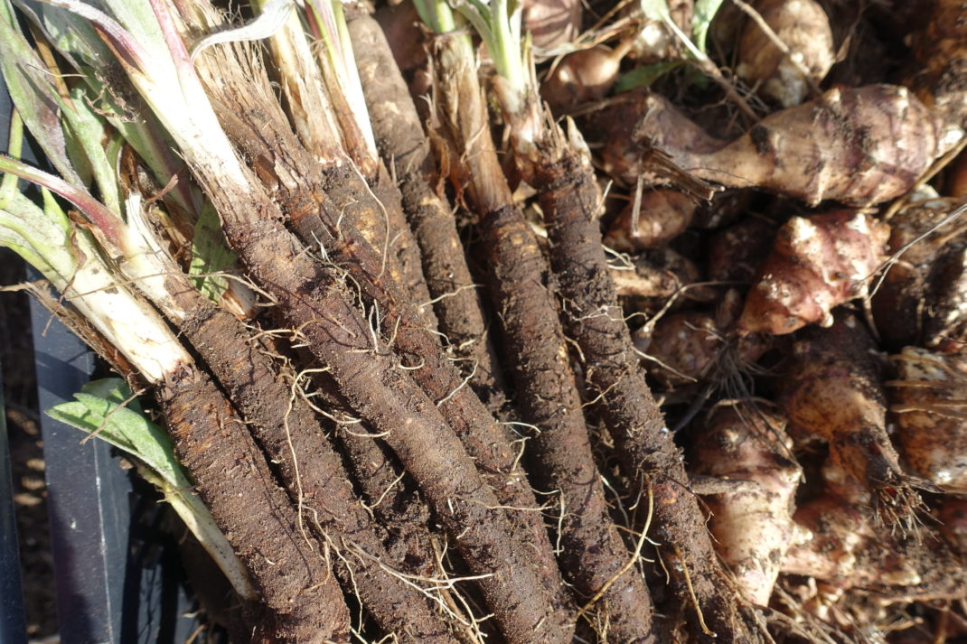 Närbild av långa bruna rötter - svartrot.