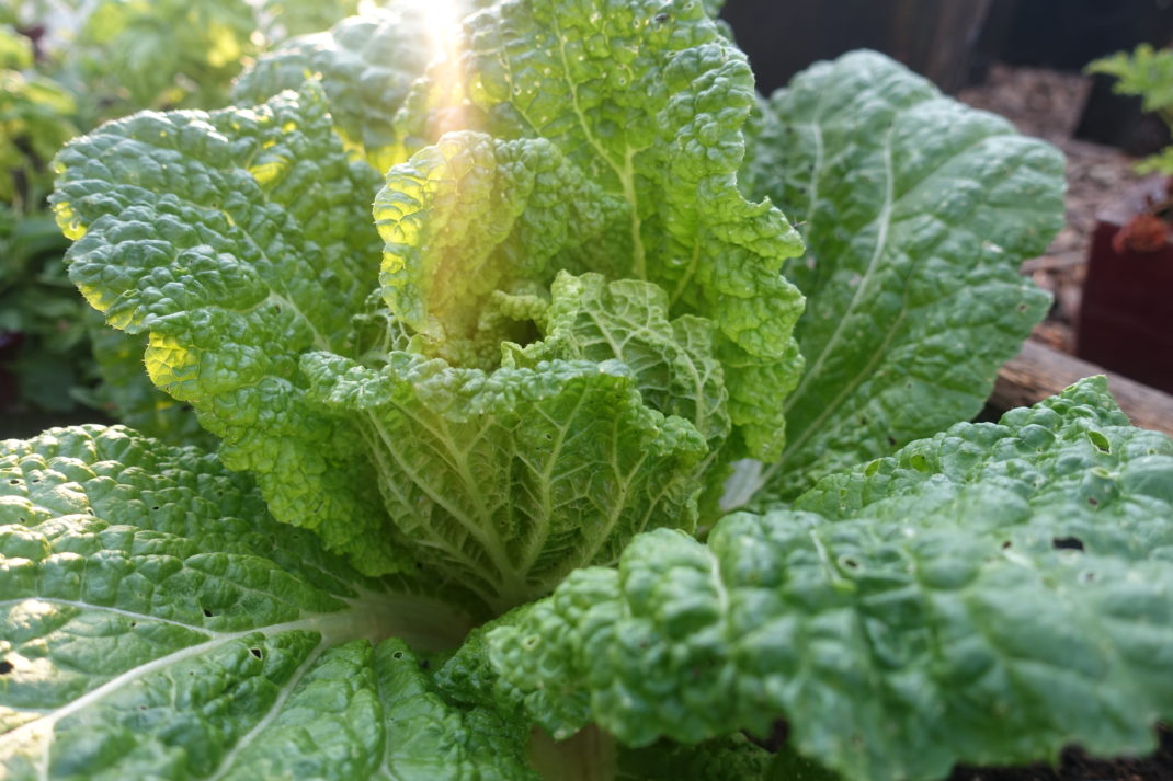 Närbild på vackert bucklig salladskål i landet.