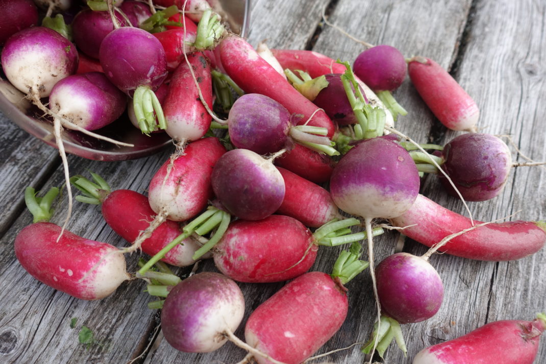 Som små juveler ligger rädisor i olika färger på gråa brädor.