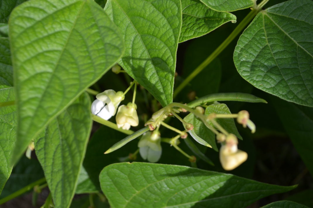 Närbild av små bönbaljor som och blommor.