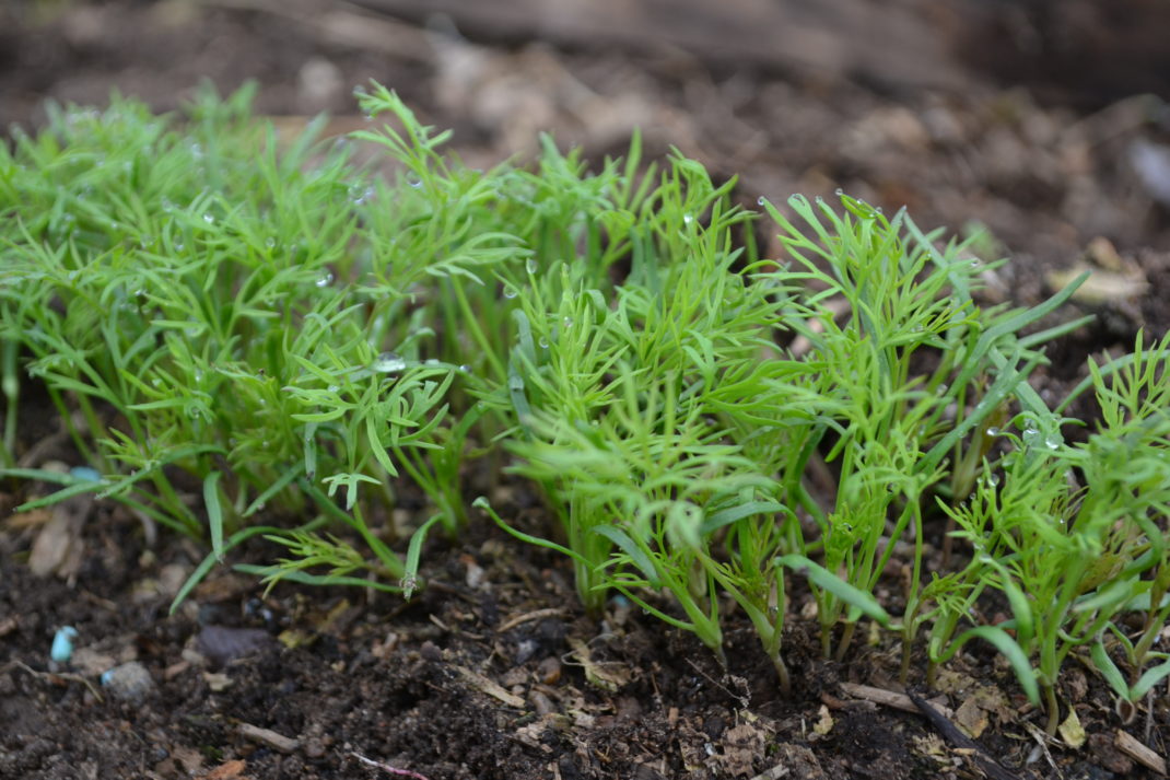 N'rbild på dill som ganska nyss grott.