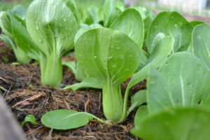 Snygg mini pak choi på rad i landet.