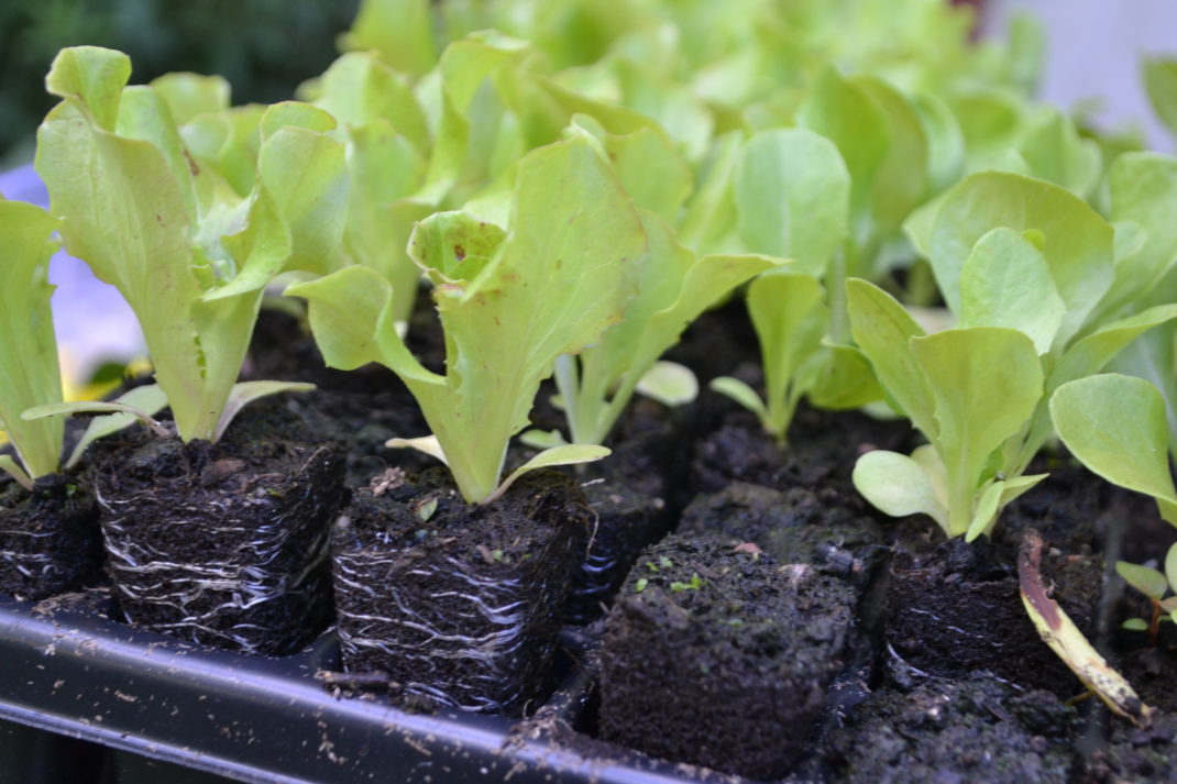 Fina små plantor av sallat har puttats upp ur ett pluggbrätte.
