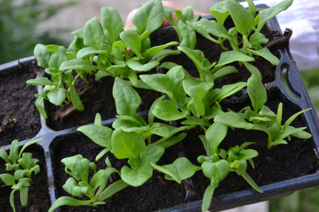 Nyzeeländsk spenat i ett pluggbrätte.