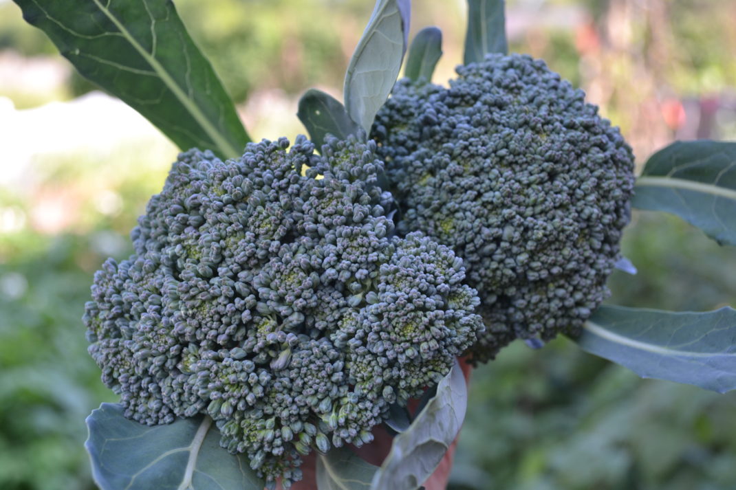 Närbild av två fina broccolihuvuden.