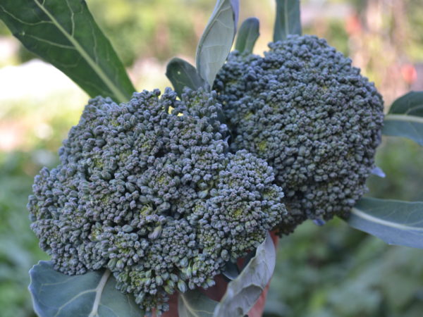 Närbild av två fina broccolihuvuden.