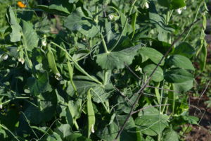 Fina sockerärter - sugar peas - växer i landet.