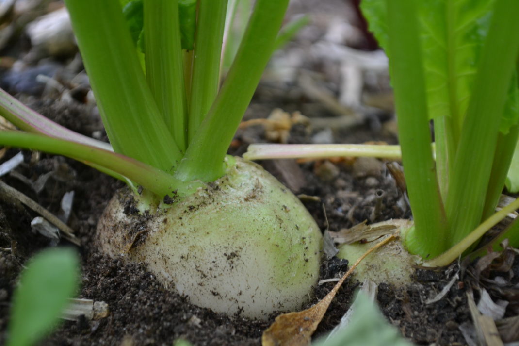 Närbild av ett par vitbetor som växer i jorden.