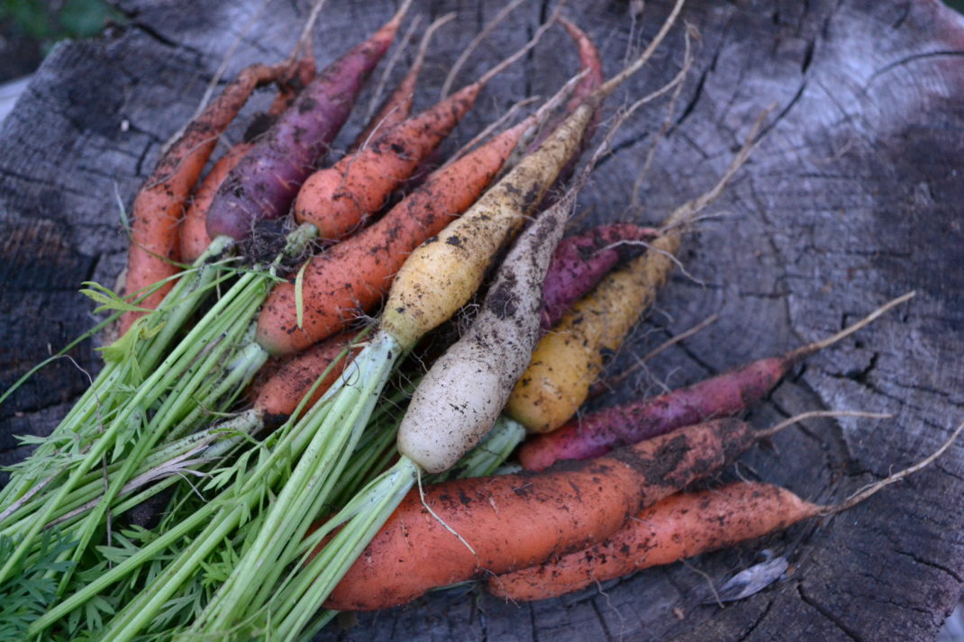 Ett knippe jordiga morötter i olika färger.