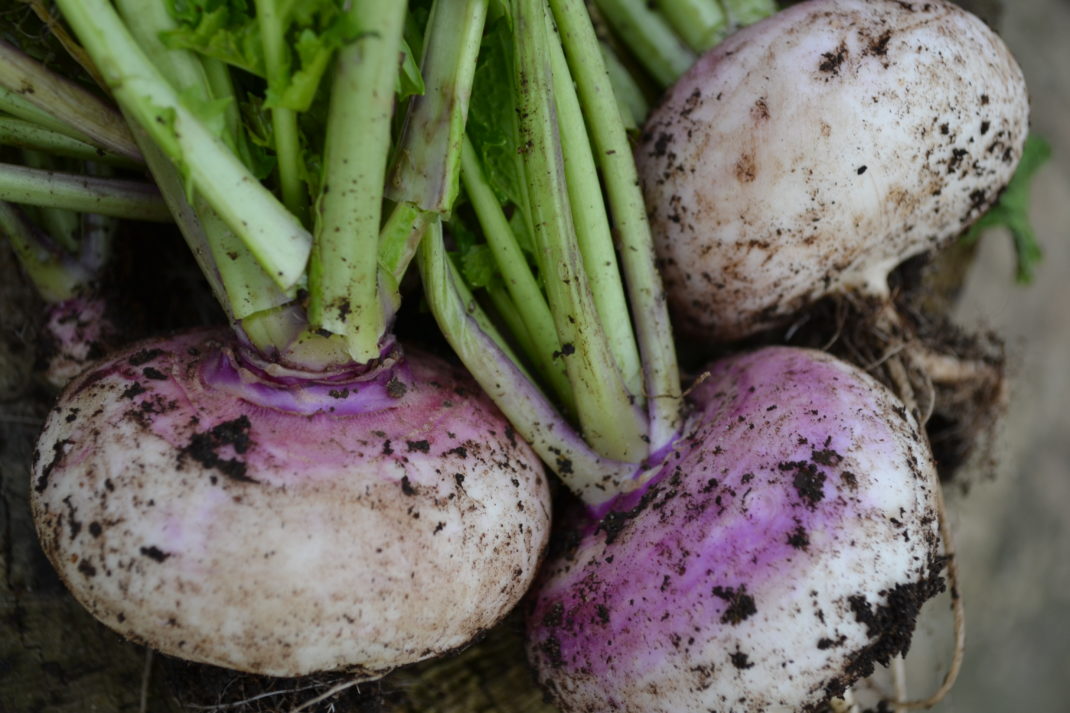 Fina majrovor är upptagna ur jorden.