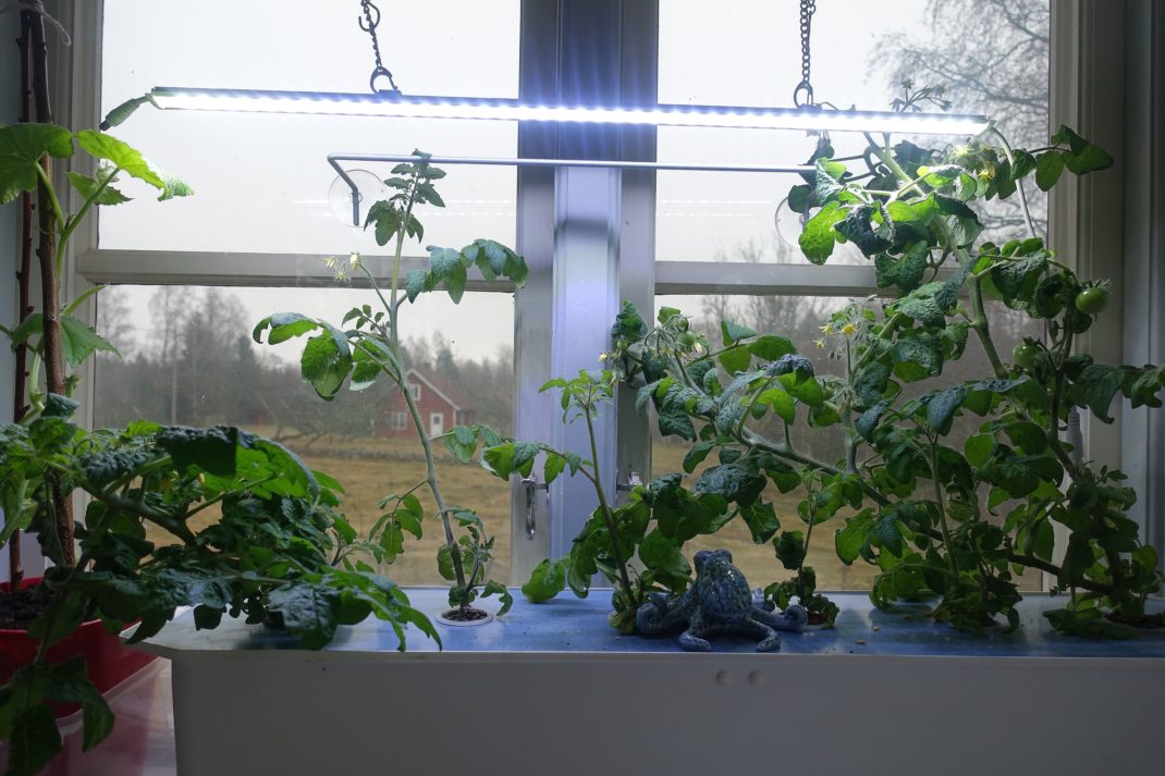 Ett fönster fullt med tomatplantor i ett stort kar, med en ljusramp över som lyser. 