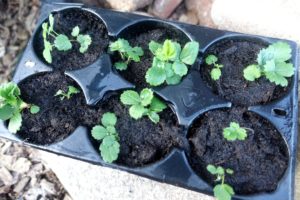 Hela tråget med totalt tolv plantor.