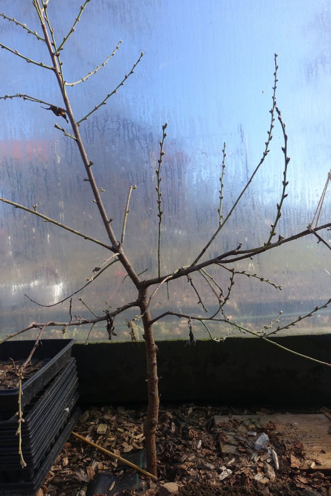 En stående bild med ett litet träd längs ena långsidan av tunnelväxthuset. 