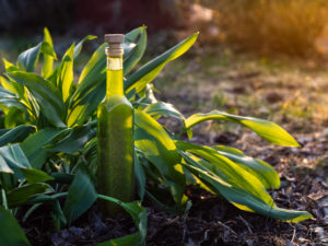 En flaska ramslöksolja vid en fin planta.