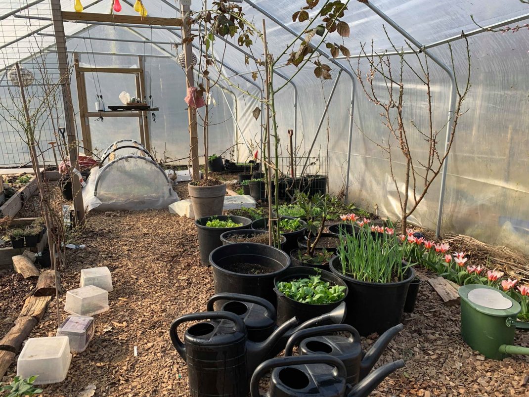 Inne i tunneln blommar tulpaner och spenaten grönsakr i krukor.