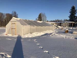 Frodig kål i kålutmaningen!