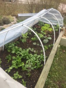 Frodig kål i kålutmaningen!