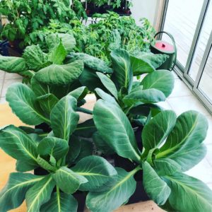 Frodig kål i kålutmaningen!