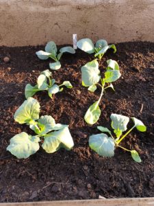 Frodig kål i kålutmaningen!