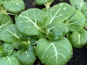 Närbild av ett illgrönt litet huvud av pak choi.
