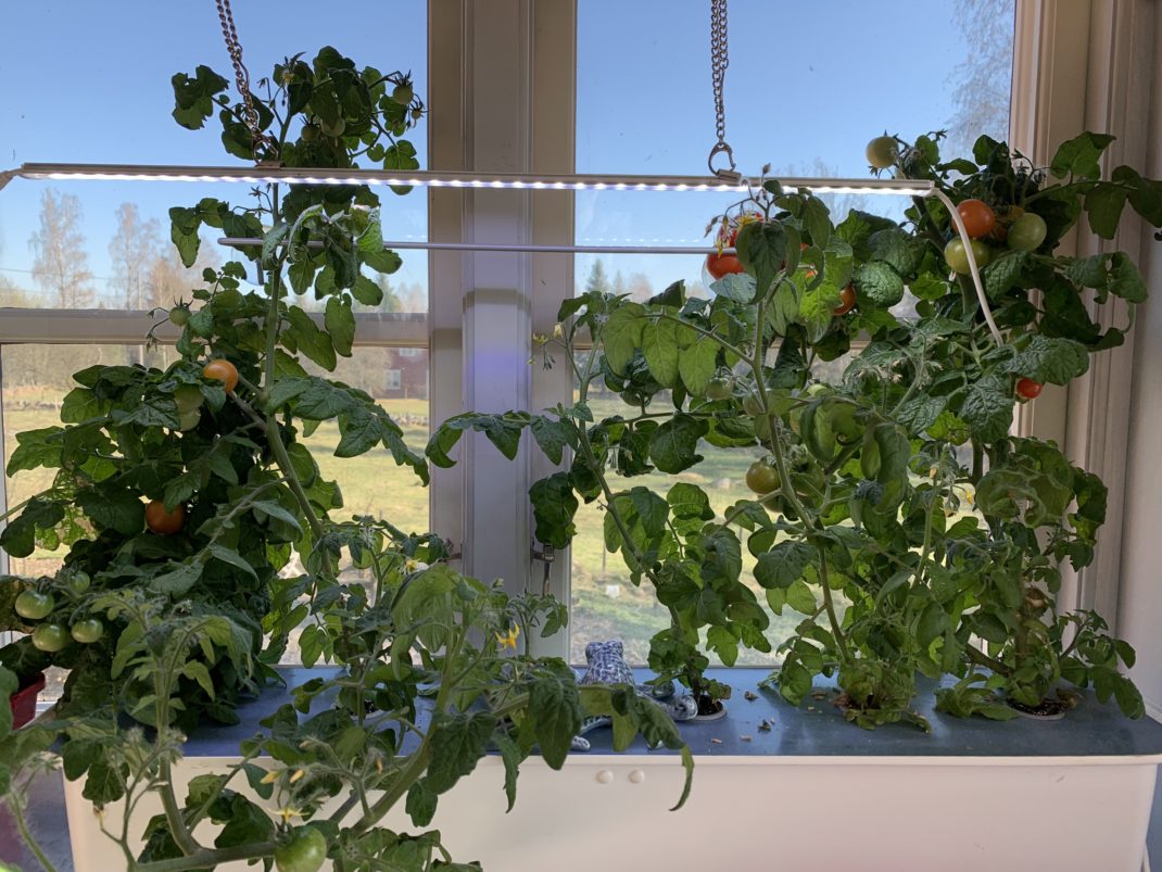 Fönster med en vit plastlåda med lock och sex tomatplantor som växer i hydroponisk odling. 