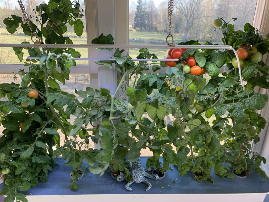 Fönstret med odlingsbehållaren i hydroponisk odling fotograferad på närmare håll. 