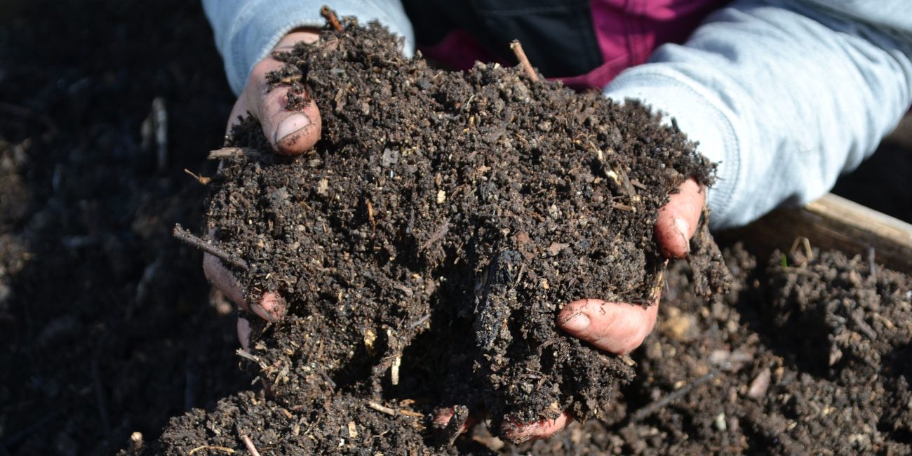Två händer håller fantastisk svart mylla i en kompost.