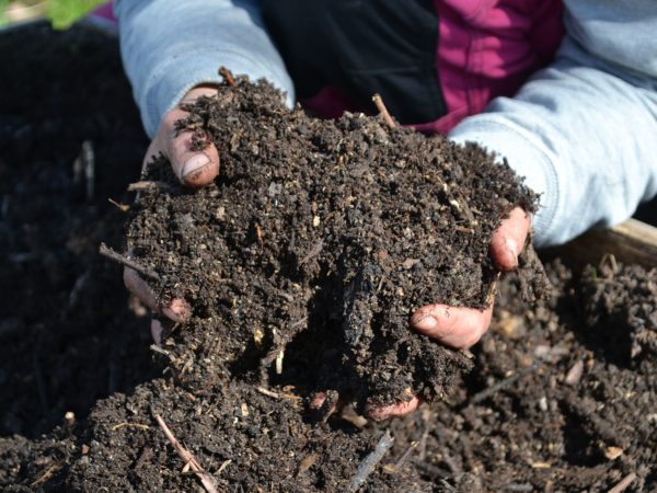 Två händer håller fantastisk svart mylla i en kompost.