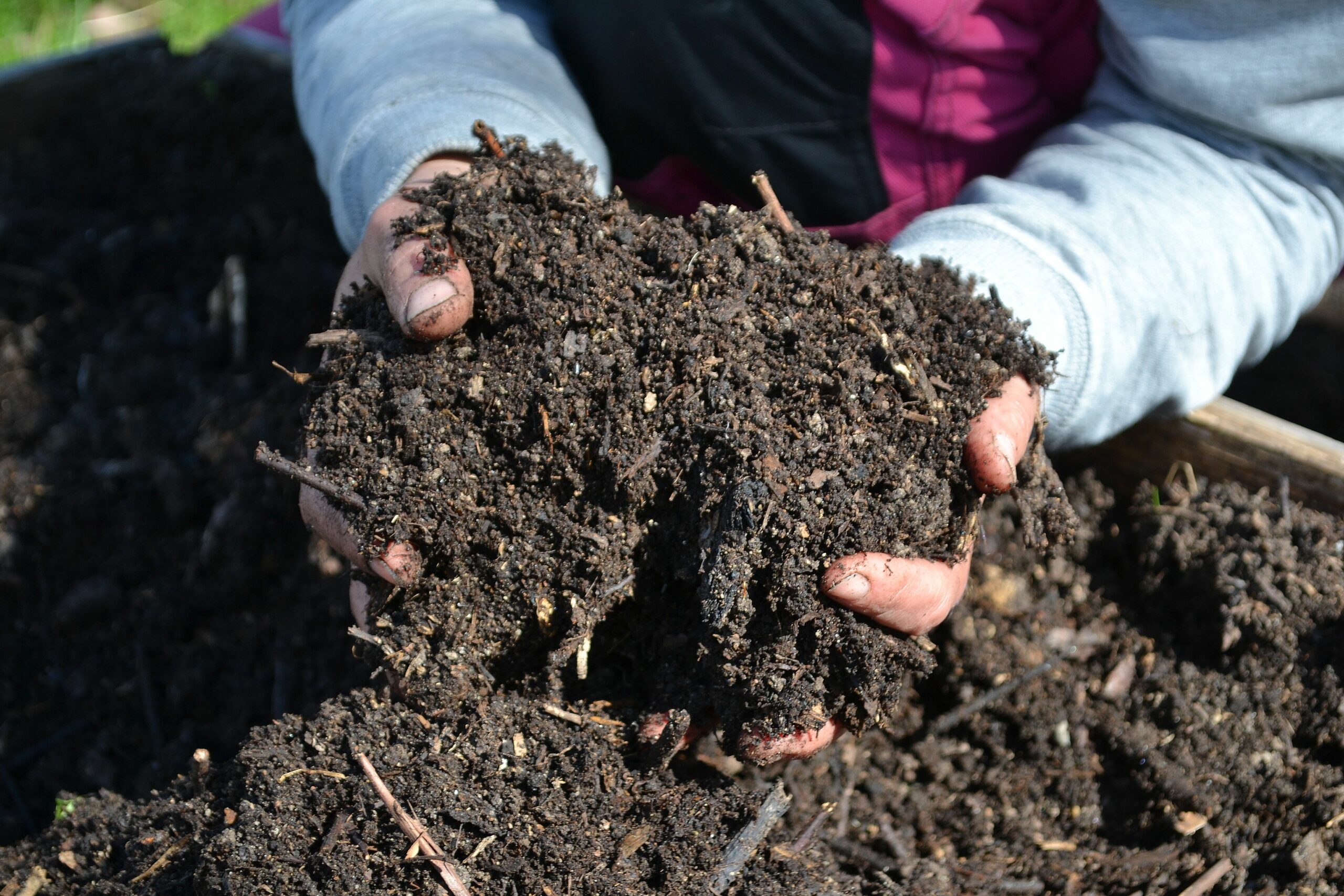 Två händer håller fantastisk svart mylla i en kompost.