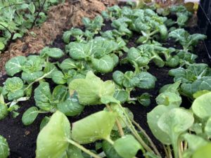 Bild tagen på hela växtplatsen med knubbiga gröna små plantor.