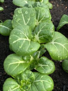 Stående bild på flera små plantor bredvid varandra.