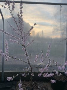 Ett litet spensligt träd, översållat med ljusrosa blommor i massor.