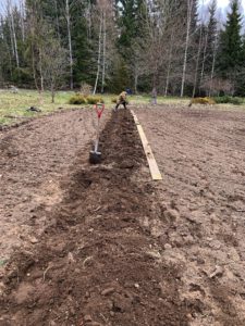 Stående bild på en ny bädd som tar form.