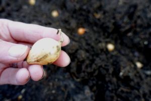 En hand håller en liten lök, stor som en liten valnöt.