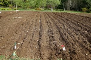 Bild på fåror med sättpotatis i.