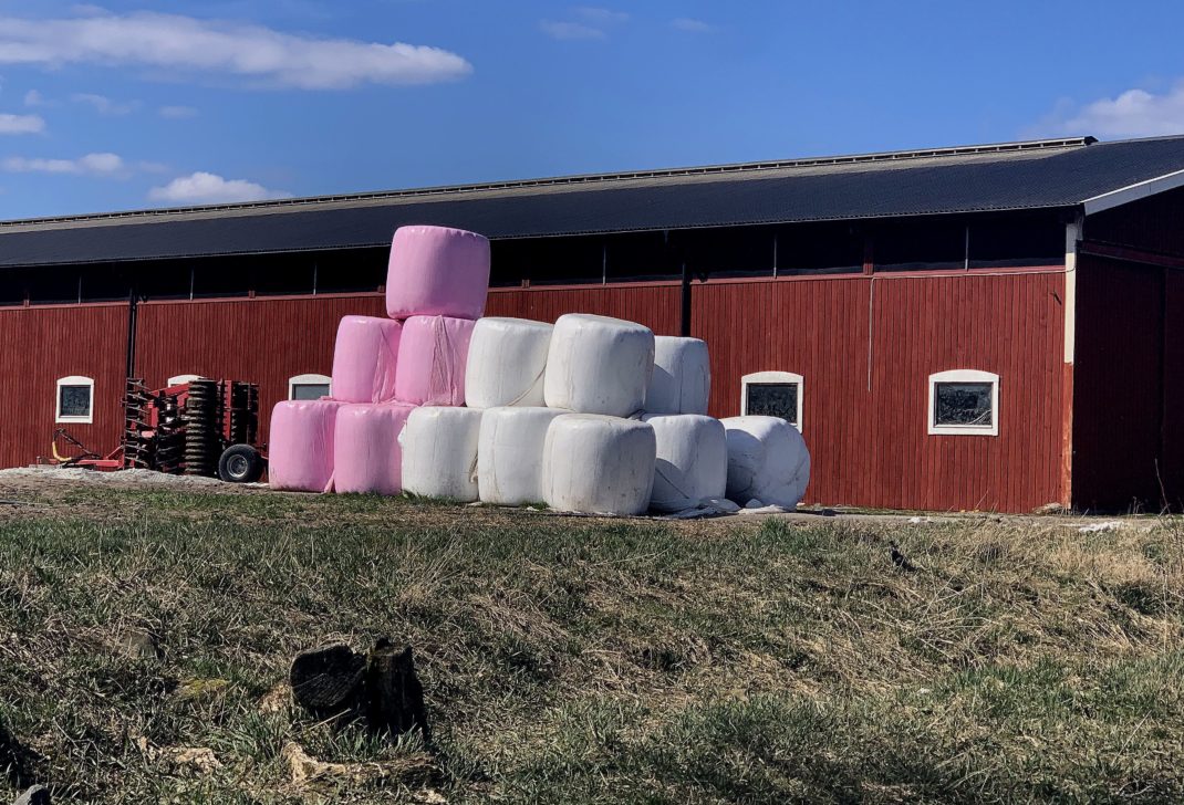 En uppställningsplats på en bondgård för mängder med ensilagebalar i vit och rosa plast. 